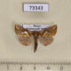 73343p Noctuidae Plusia putnami Krasnoyarsk reg. $6