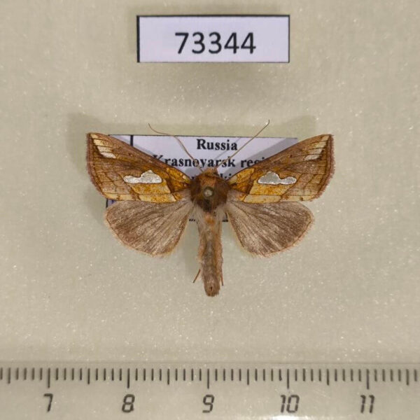 Noctuidae Plusia putnami Krasnoyarsk reg.