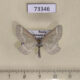 73346p Geometridae Schistostege nubilaria Khakassia rep. $6