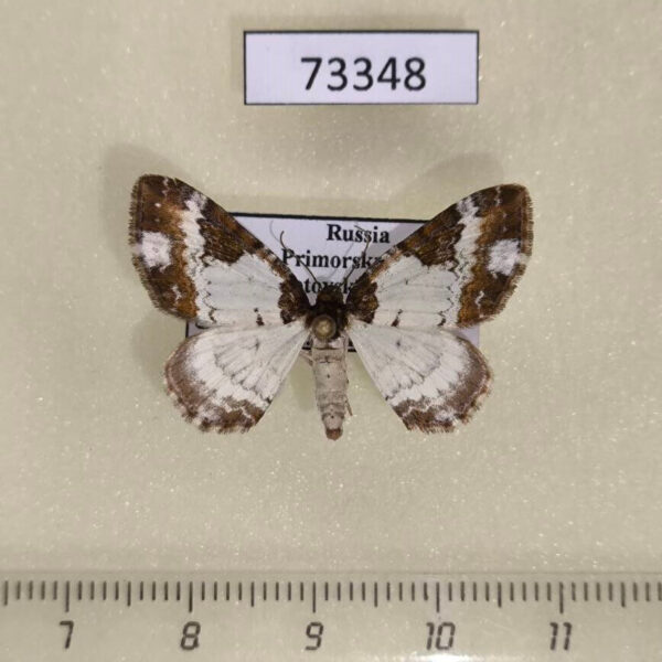 Geometridae Melanthia procellata Primorye