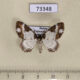 73348p Geometridae Melanthia procellata Primorye $6