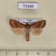 73349p Noctuidae Hydraecia mongoliensis Primorye $7