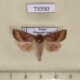 73350p Noctuidae Hydraecia mongoliensis Primorye $7