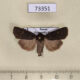 73351p Noctuidae Euxoa nigricans Primorye $5