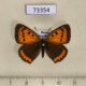 73354p Lycaenidae Thersamolycaena dispar f Primorye $8
