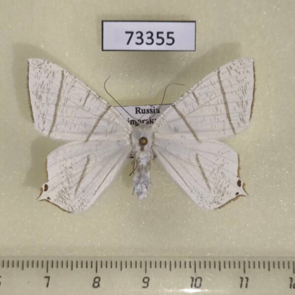 Geometridae Ouaropteryx ussurica f Primorye