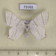 73355p Geometridae Ouaropteryx ussurica f Primorye $8