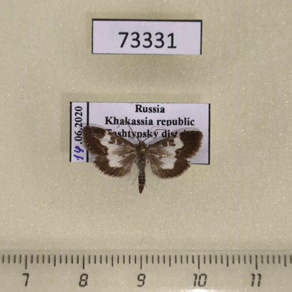 Crambidae Udea hamalis Khakassia rep.