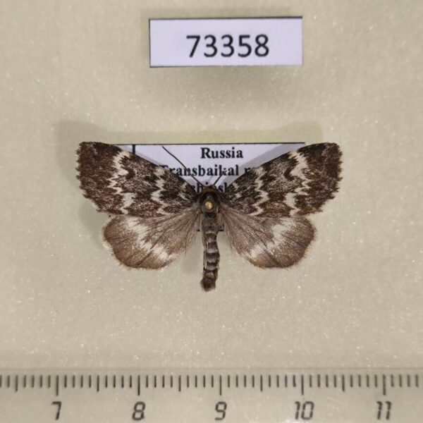 Noctuidae Xestia penthima Transbaikal reg.