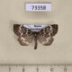 73358p Noctuidae Xestia penthima Transbaikal reg. $25