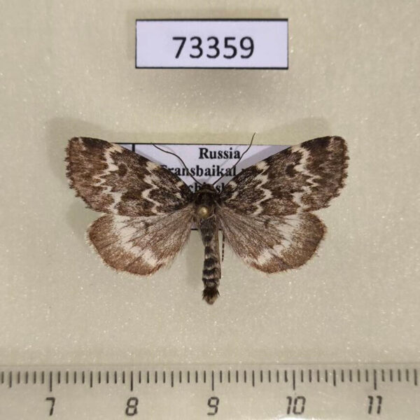 Noctuidae Xestia penthima Transbaikal reg.