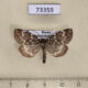 73359p Noctuidae Xestia penthima Transbaikal reg. $30