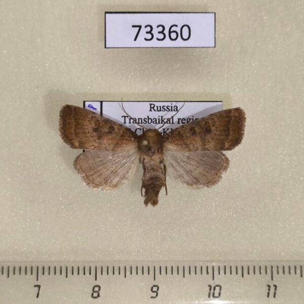Noctuidae Hoplodrina octogenaria Transbaikal reg.