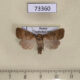 73360p Noctuidae Hoplodrina octogenaria Transbaikal reg. $8