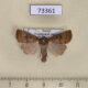 73361p Noctuidae Hoplodrina octogenaria Transbaikal reg. $8