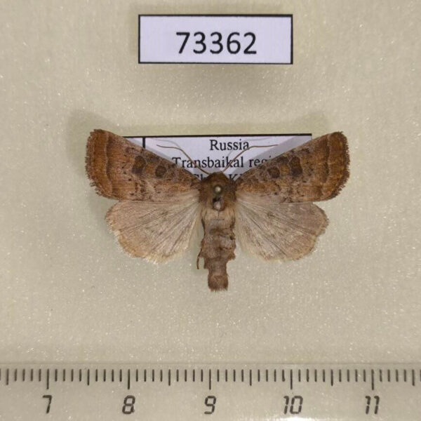 Noctuidae Hoplodrina octogenaria Transbaikal reg.