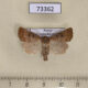 73362p Noctuidae Hoplodrina octogenaria Transbaikal reg. $8