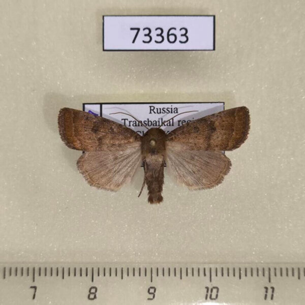 Noctuidae Hoplodrina octogenaria Transbaikal reg.