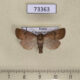 73363p Noctuidae Hoplodrina octogenaria Transbaikal reg. $8