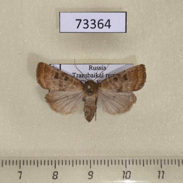 Noctuidae Hoplodrina octogenaria f Transbaikal reg.