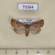73364p Noctuidae Hoplodrina octogenaria f Transbaikal reg. $10