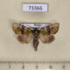 73366p Noctuidae Atrachea alpherakyi Primorye $20