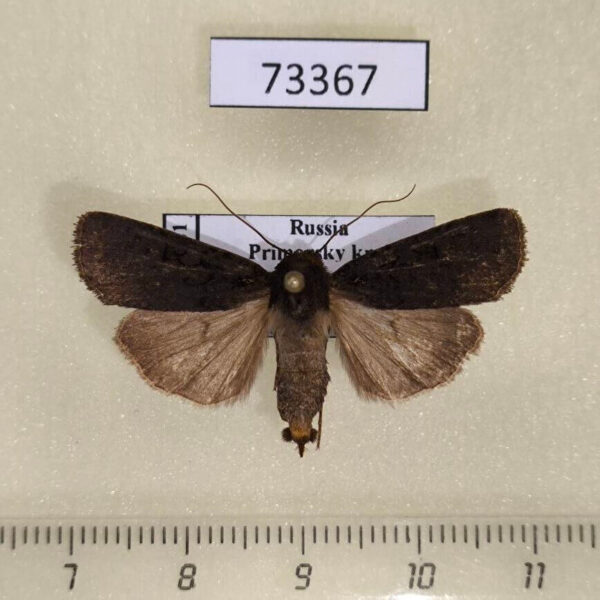 Noctuidae Euxoa nigricans f Primorye