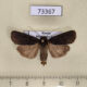 73367p Noctuidae Euxoa nigricans f Primorye $6