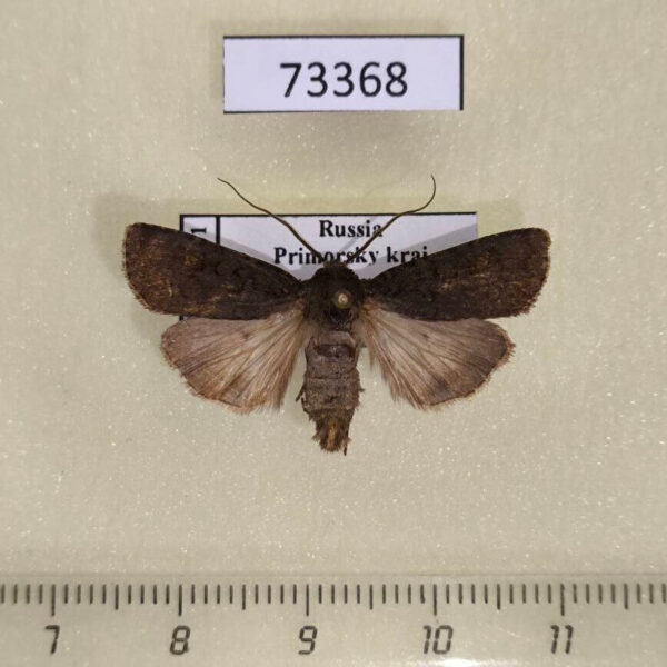 Noctuidae Euxoa nigricans Primorye