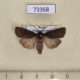 73368p Noctuidae Euxoa nigricans Primorye $5