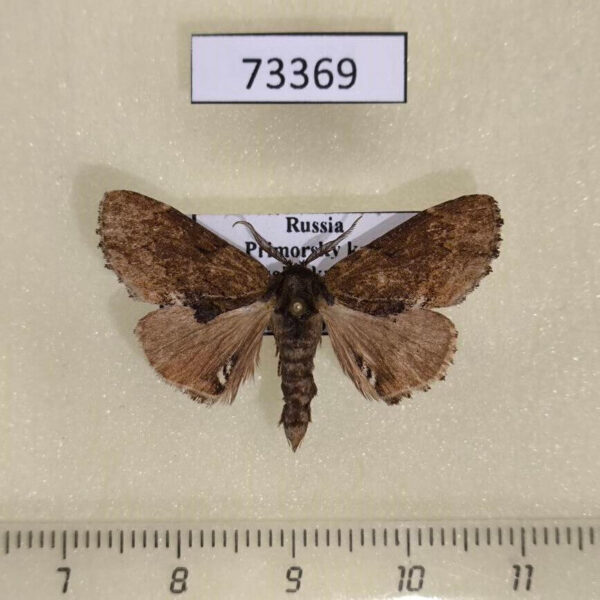 Notodontiidae Lophontosia cuculus Primorye