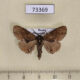 73369p Notodontiidae Lophontosia cuculus Primorye $4
