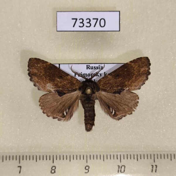 Notodontiidae Lophontosia cuculus Primorye