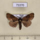 73370p Notodontiidae Lophontosia cuculus Primorye $4