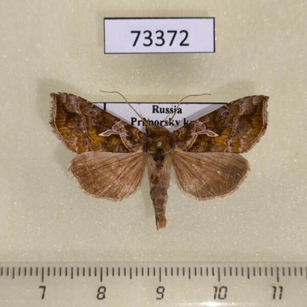 Noctuidae Polychrysia splendida Primorye