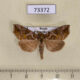 73372p Noctuidae Polychrysia splendida Primorye $6