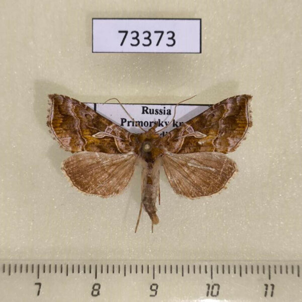 Noctuidae Polychrysia splendida Primorye