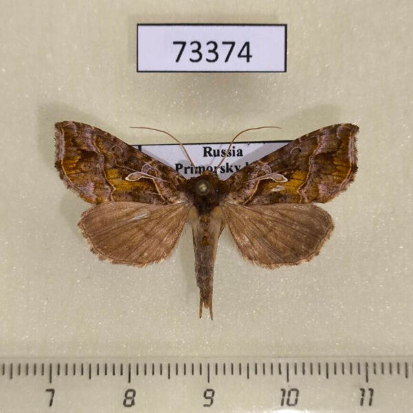 Noctuidae Polychrysia splendida Primorye