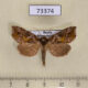 73374p Noctuidae Polychrysia splendida Primorye $6