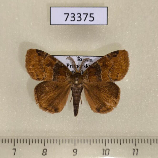 Lymantridae Neocifuna jankowskii Primorye