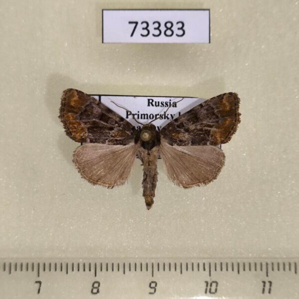 Noctuidae Pyrrhidivalva sordida Primorye