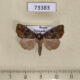 73383p Noctuidae Pyrrhidivalva sordida Primorye $5