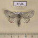 73386p Noctuidae Acronicta vulpina f Transbaikal reg. $8