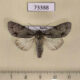 73388p Noctuidae Acronicta tridens Transbaikal reg. $8