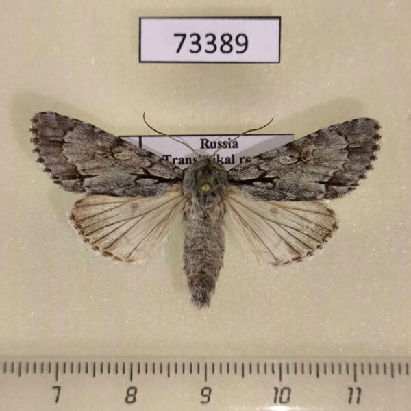 Noctuidae Acronicta cuspis Transbaikal reg.