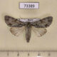73389p Noctuidae Acronicta cuspis Transbaikal reg. $8