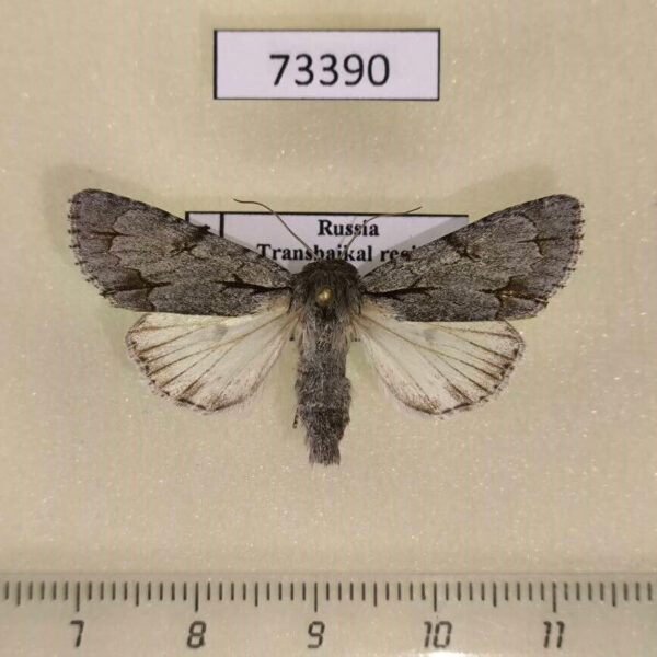 Noctuidae Acronicta tridens Transbaikal reg.