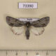 73390p Noctuidae Acronicta tridens Transbaikal reg. $8