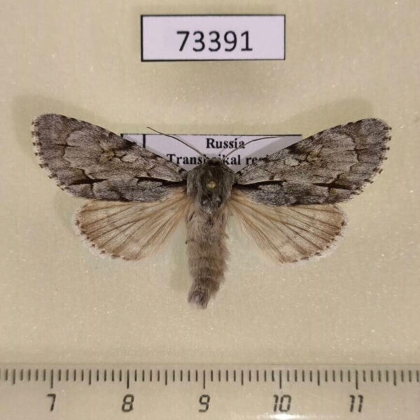 Noctuidae Acronicta cuspis Transbaikal reg.