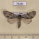 73391p Noctuidae Acronicta cuspis Transbaikal reg. $8